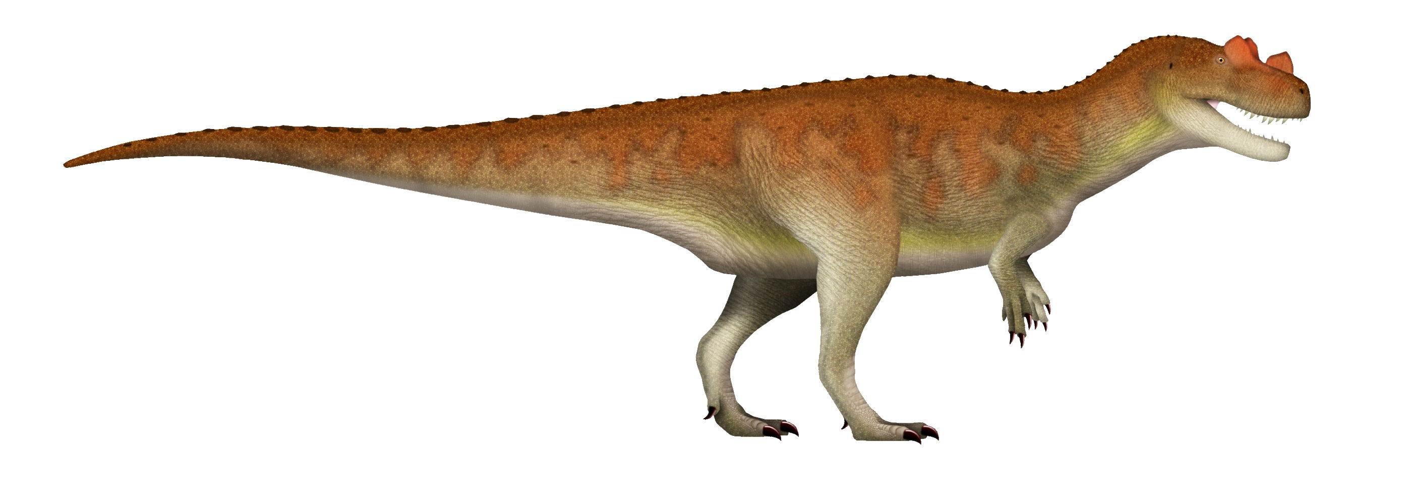 Ceratosaurus nasicornis