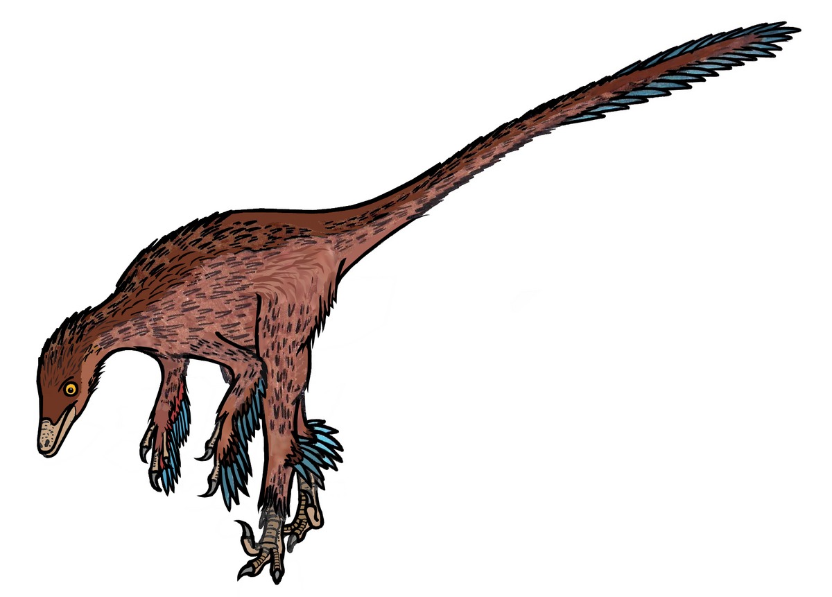 Troodon formosus